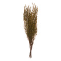 Grabia