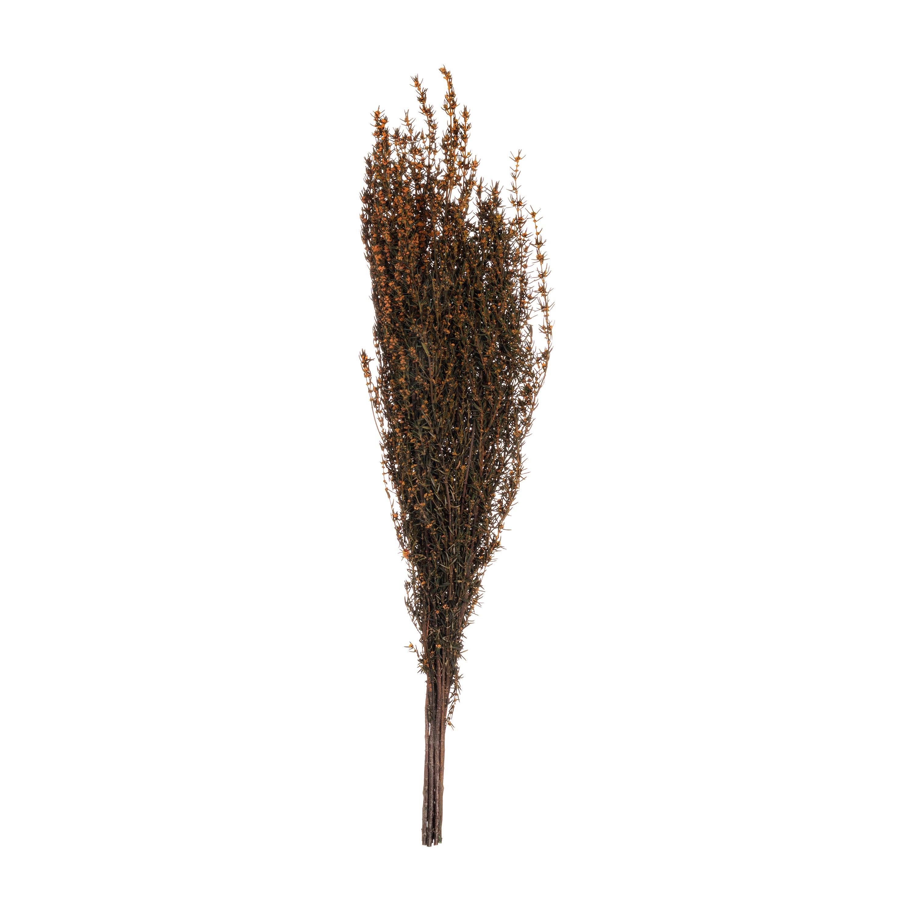 Grabia