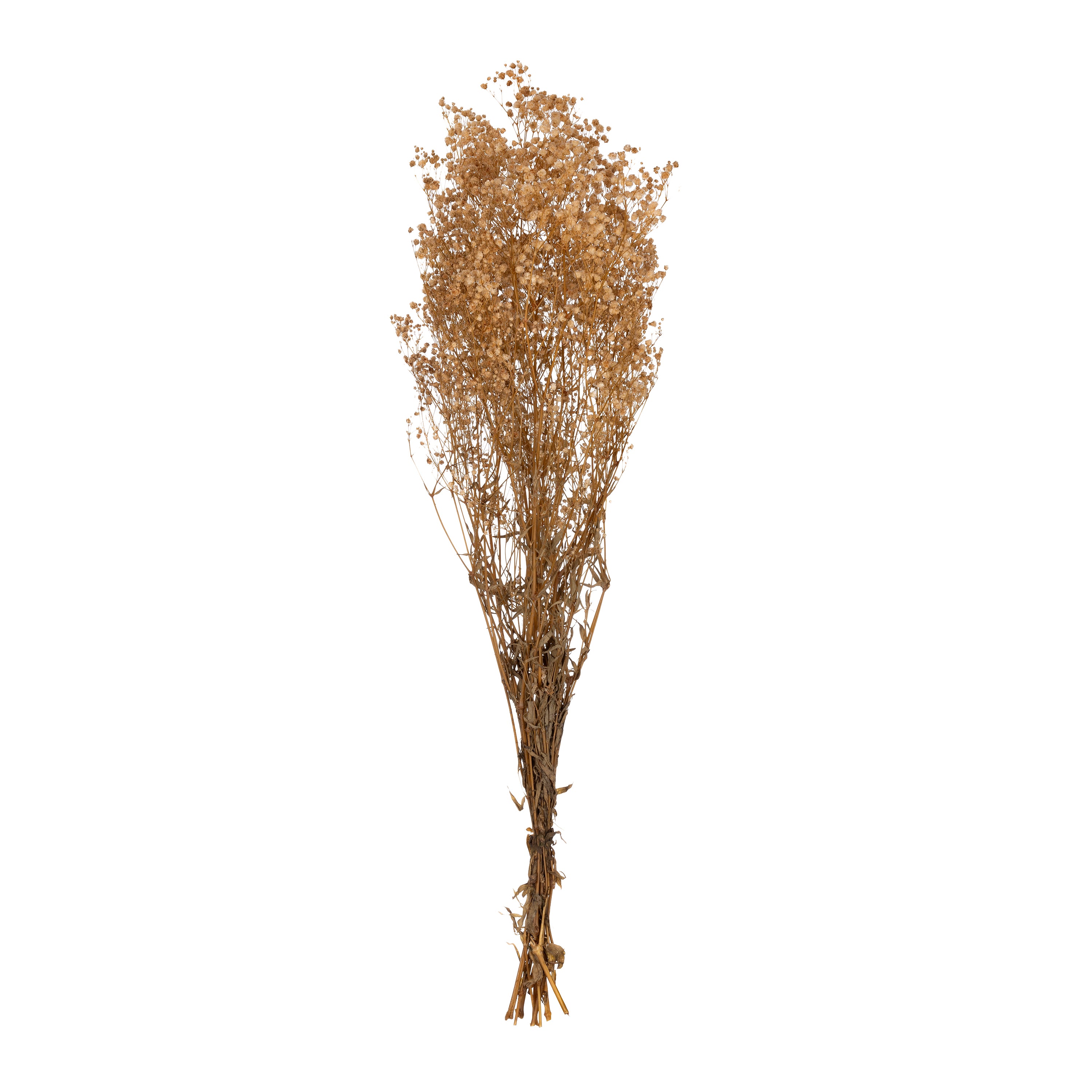 Gypsophila