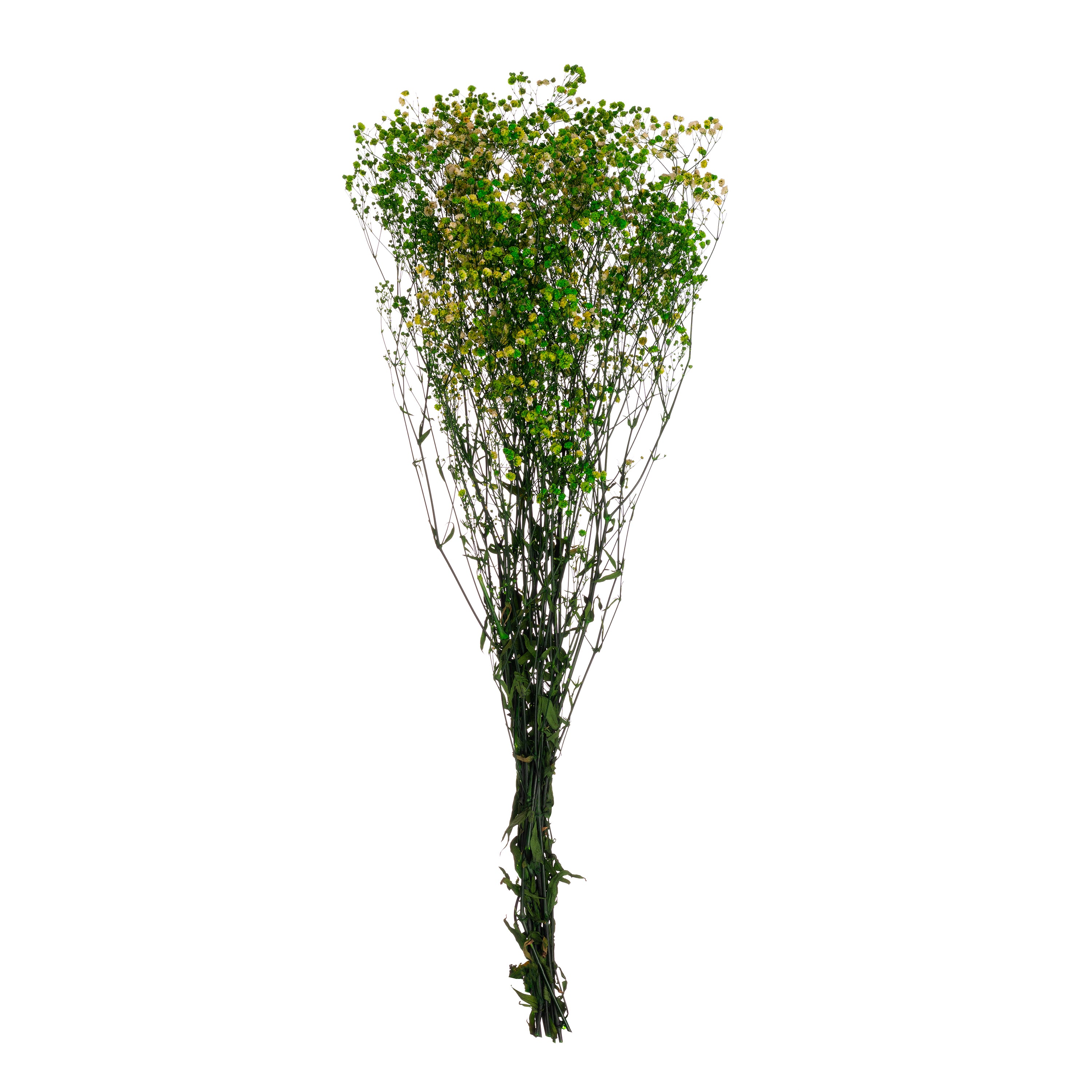 Gypsophila
