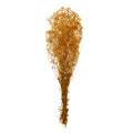 Gypsophila