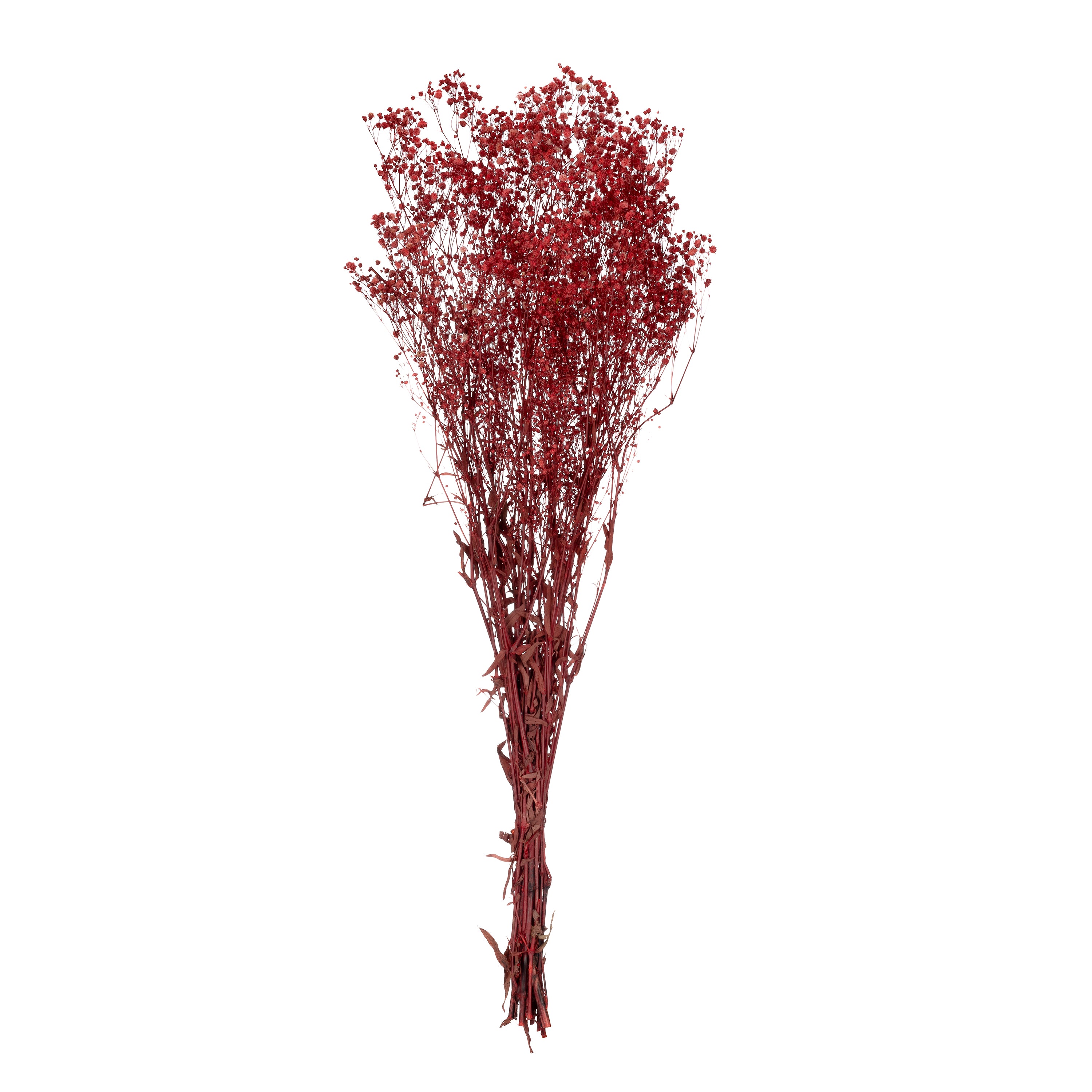 Gypsophila