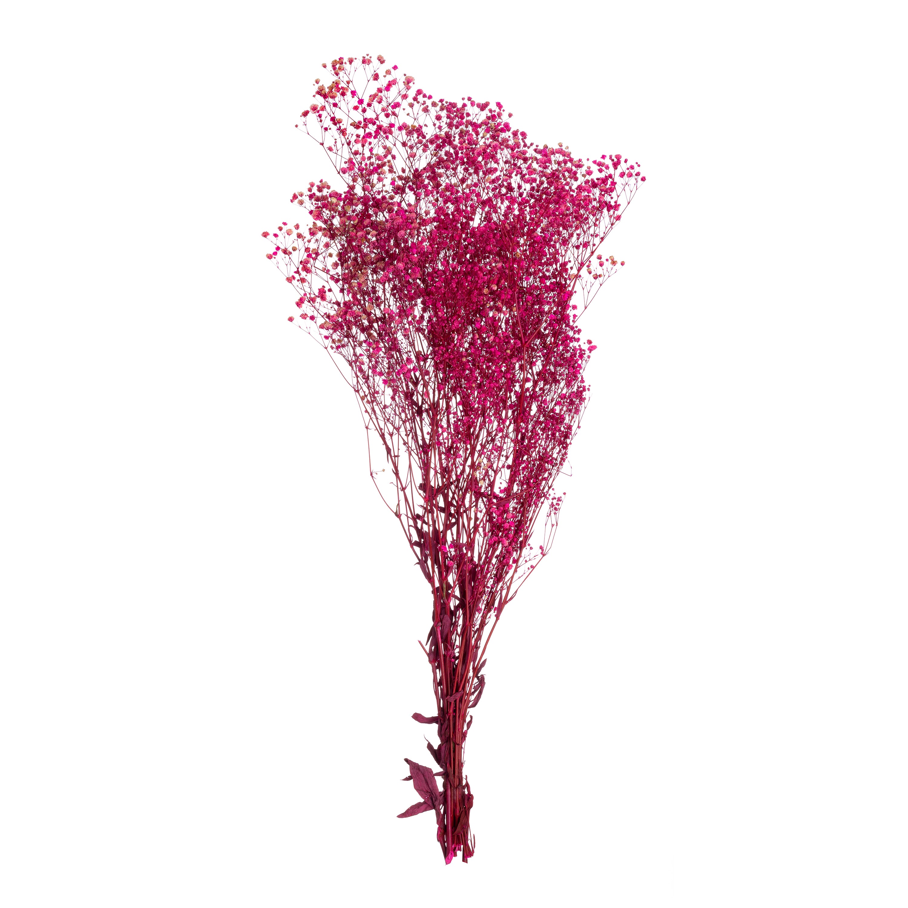 Gypsophila