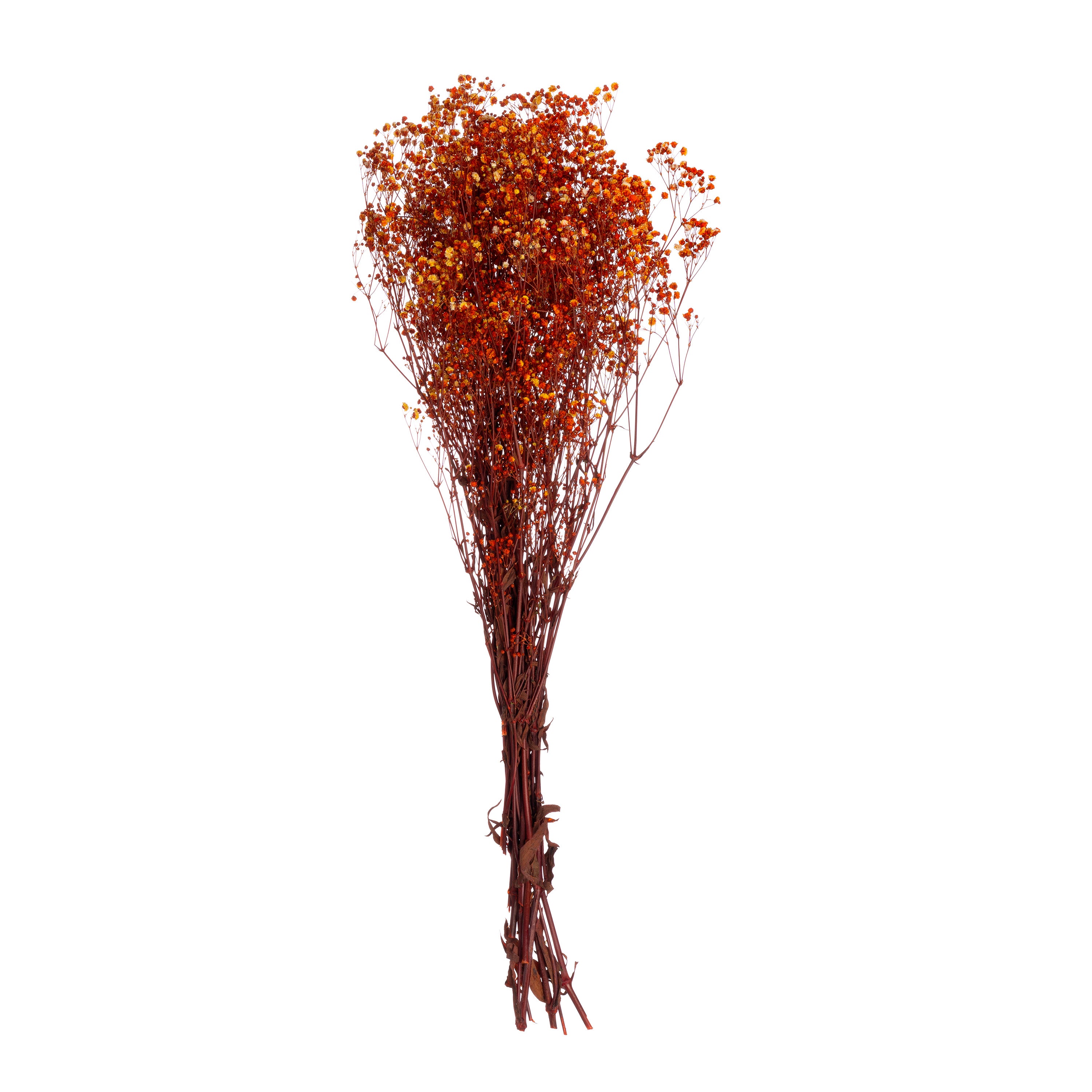 Gypsophila