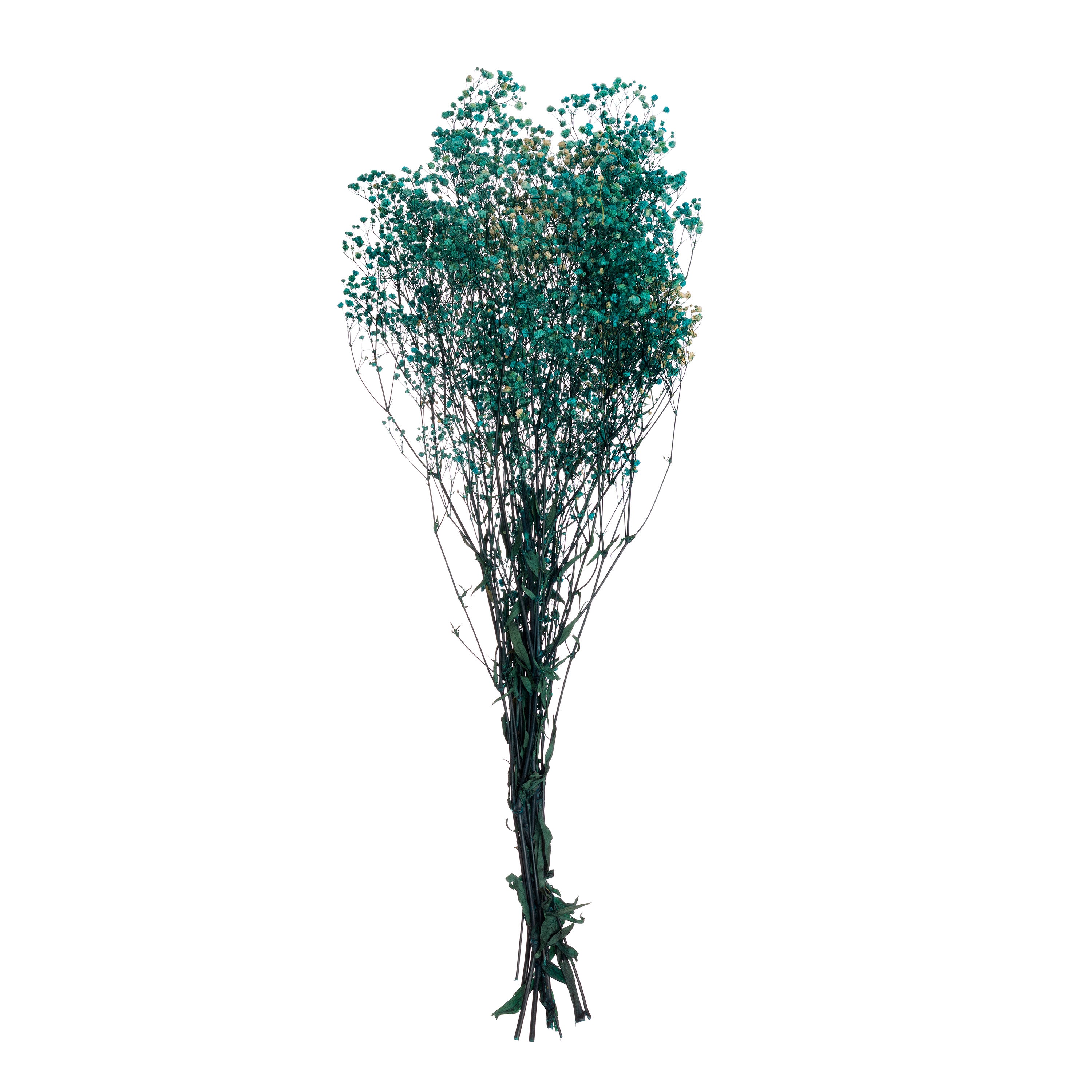 Gypsophila