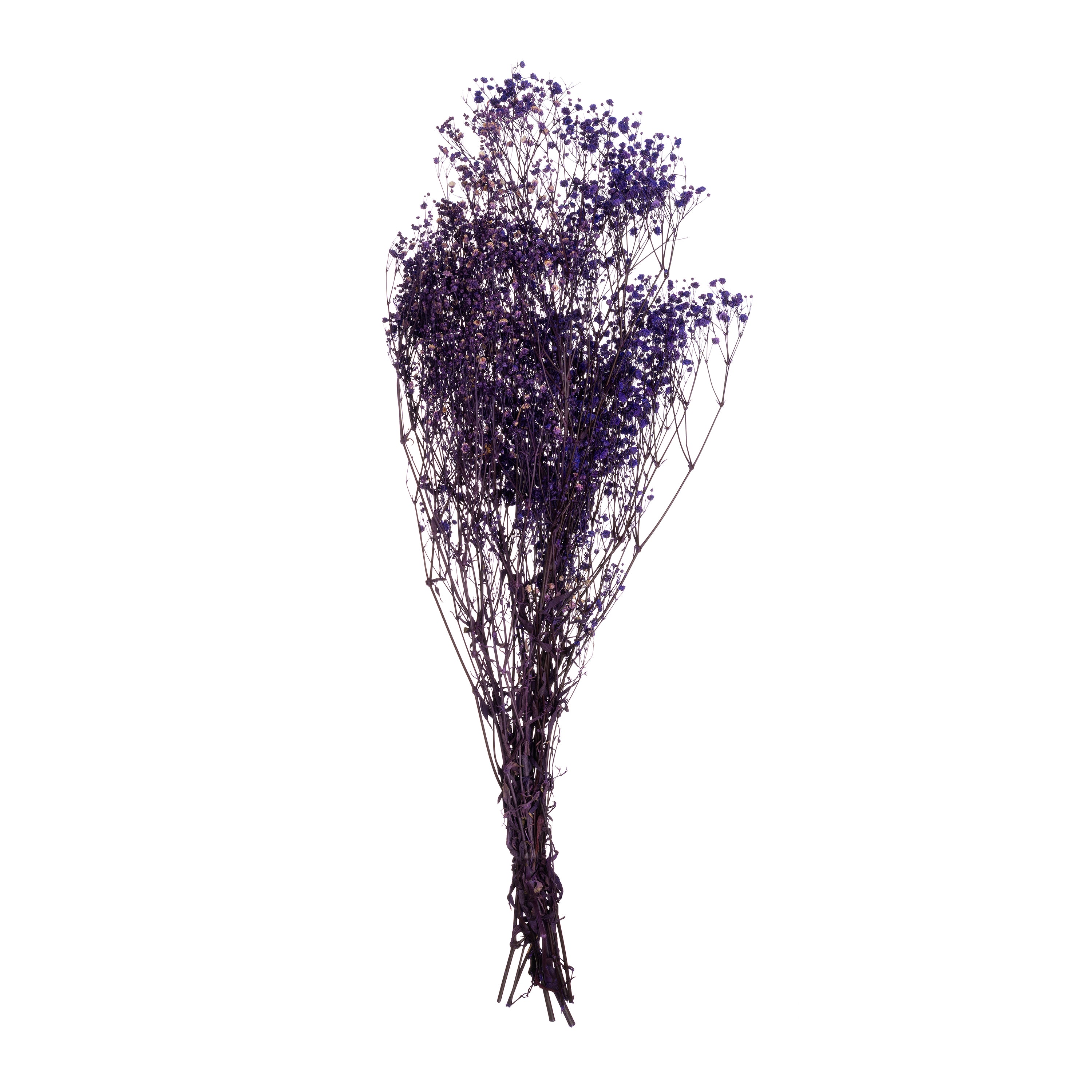 Gypsophila