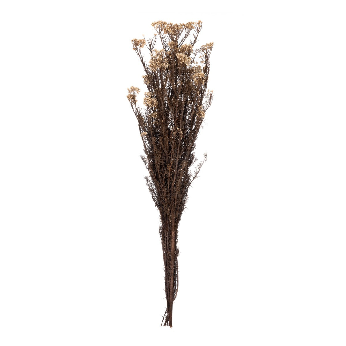 Helichrysum