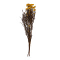 Helichrysum