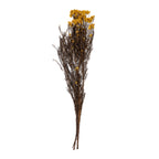 Helichrysum