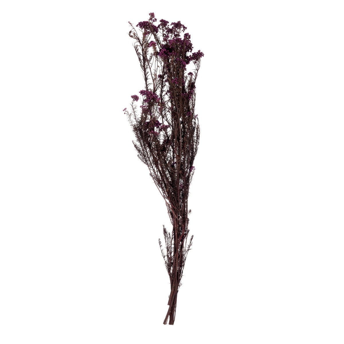Helichrysum