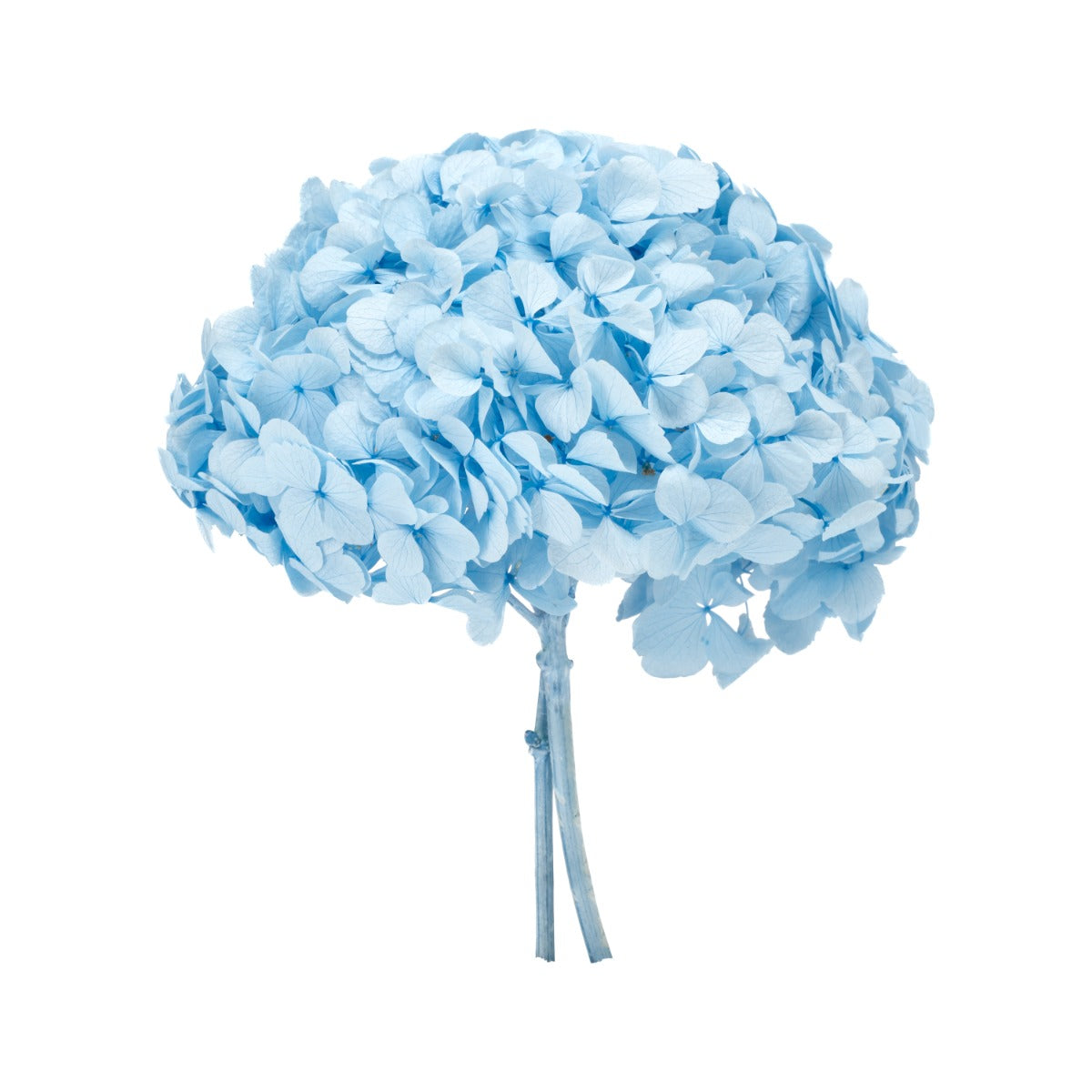 Premium Hortensie