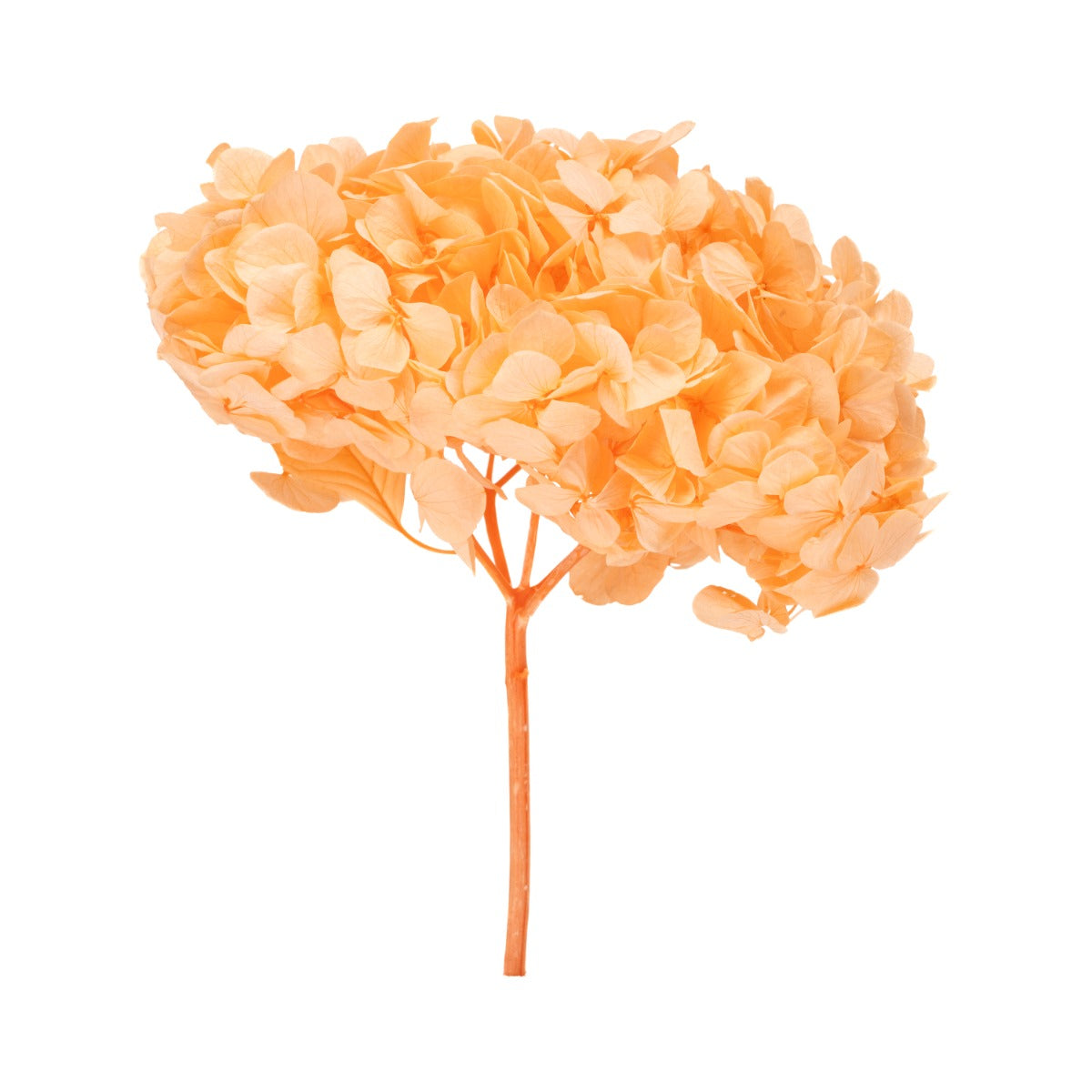 Premium Hortensie