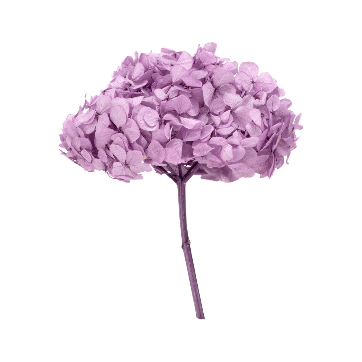 Premium Hortensie