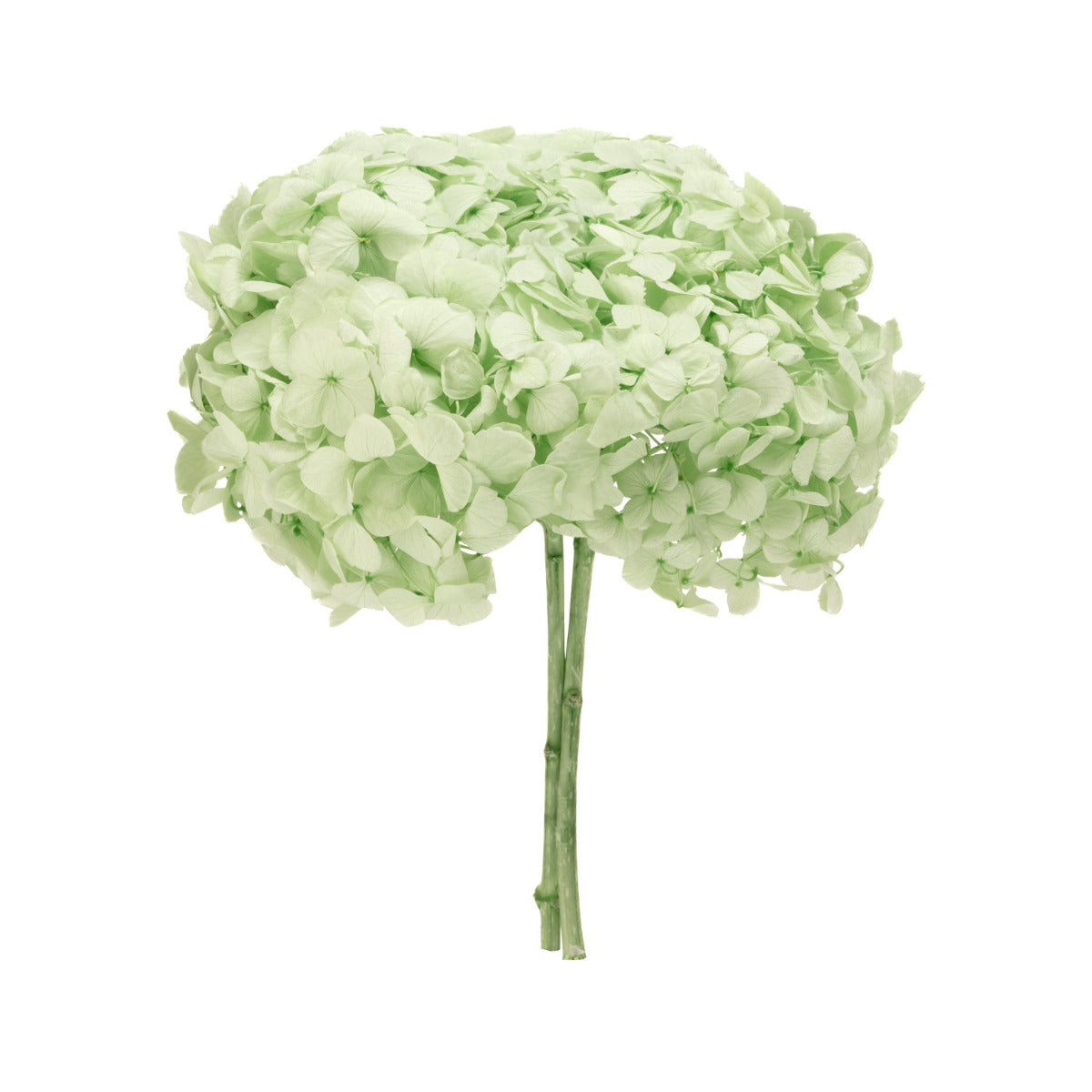 Premium Hortensie