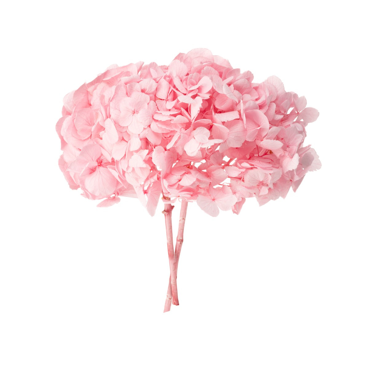Premium Hortensie