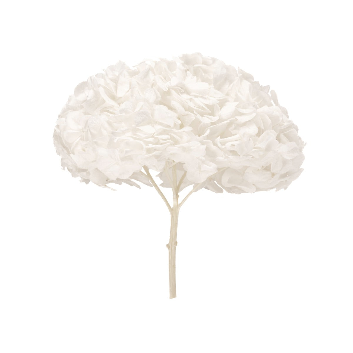 Premium Hortensie