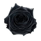 Premium Rosenköpfe