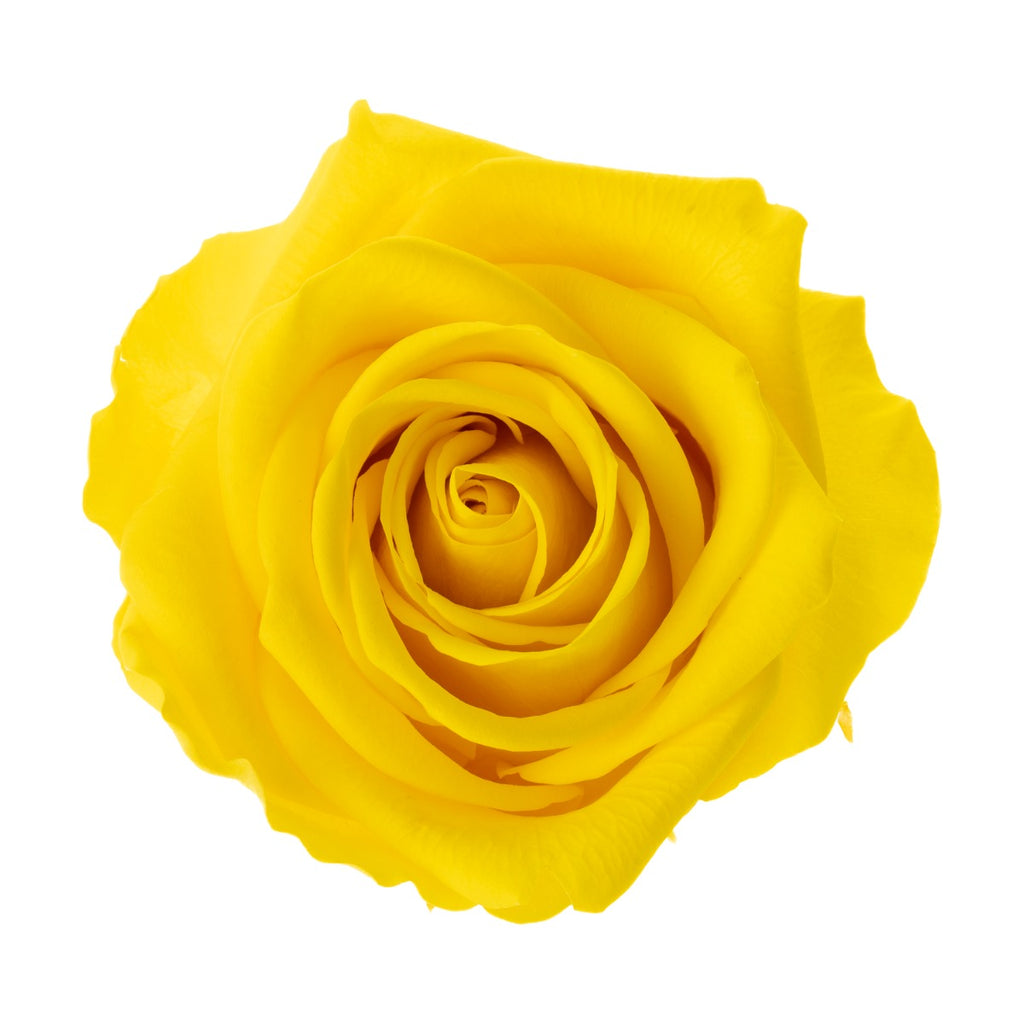 Premium Rosenköpfe