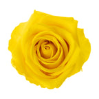 Premium Rosenköpfe