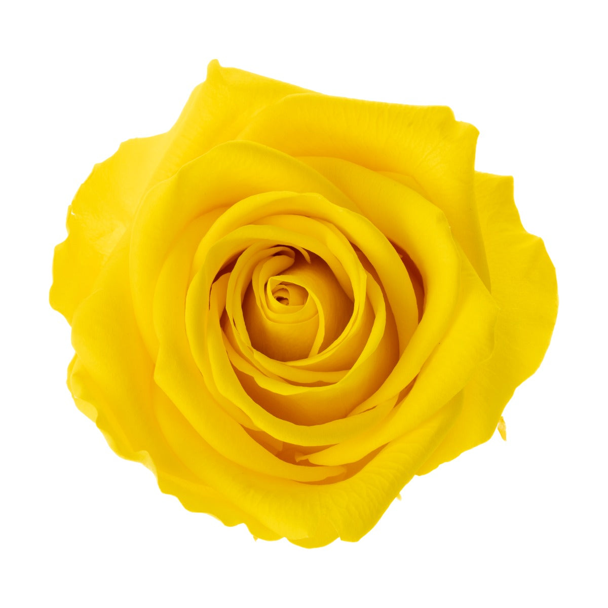 Premium Rosenköpfe