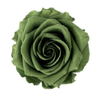 Premium Rosenköpfe