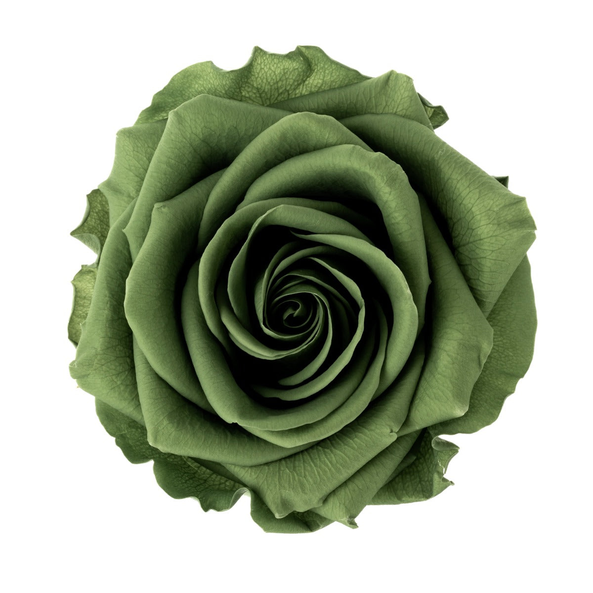 Premium Rosenköpfe