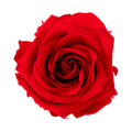 Premium Rosen, Geschenkverpackung