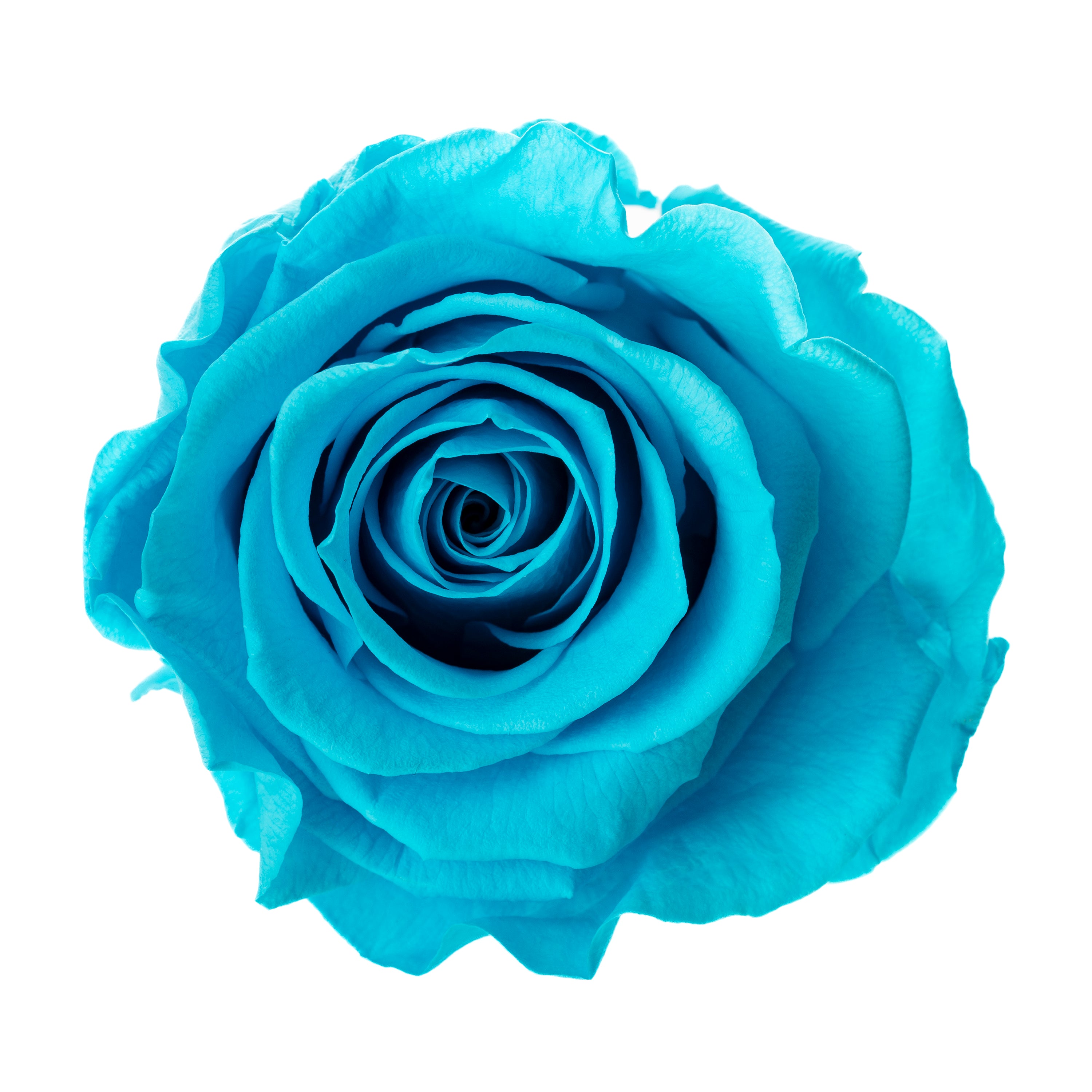 Mini-Rosenköpfe