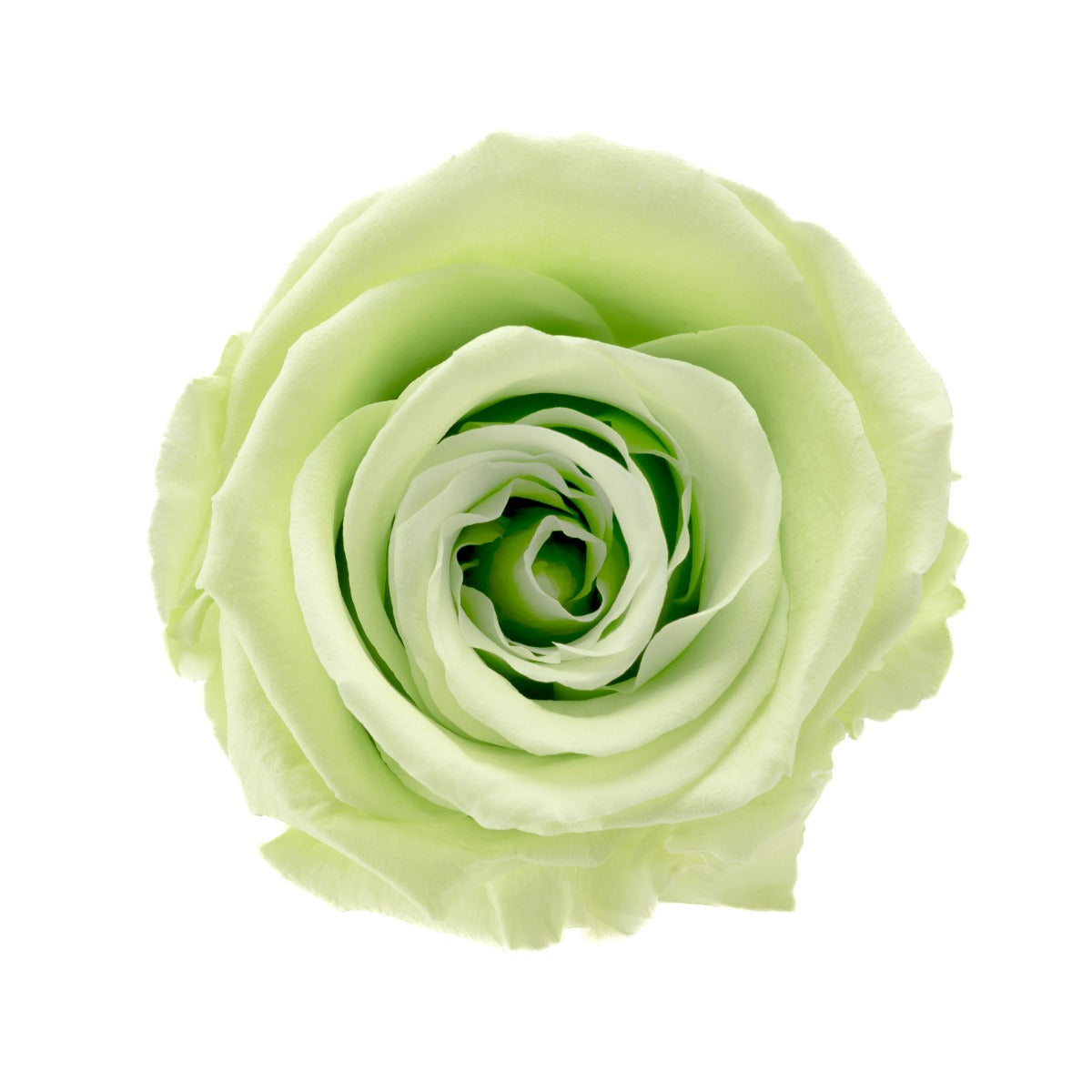 Standard Rosenköpfe