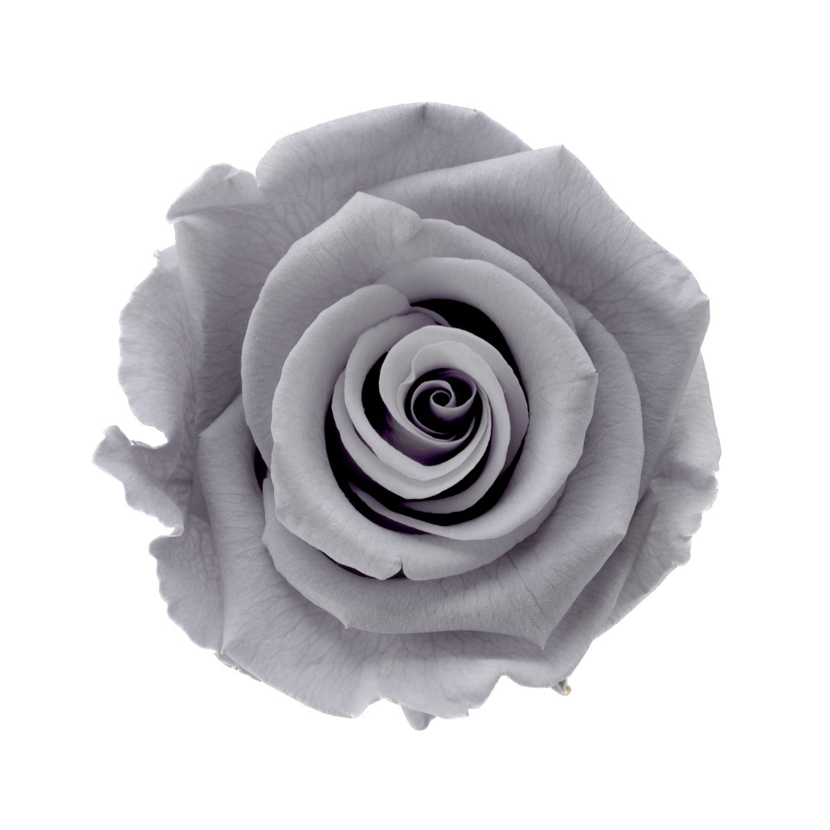 Standard Rosenköpfe