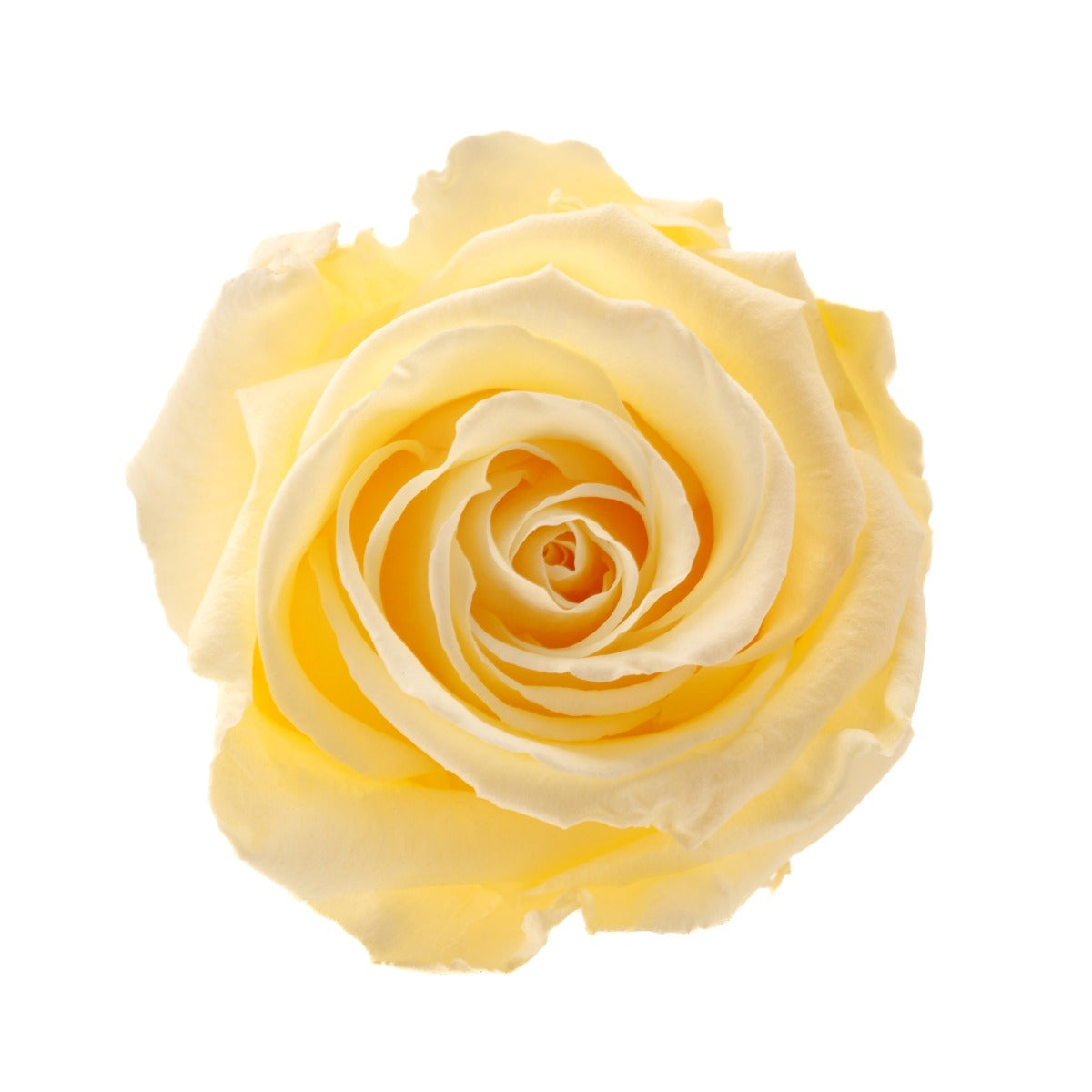 Standard Rosenköpfe