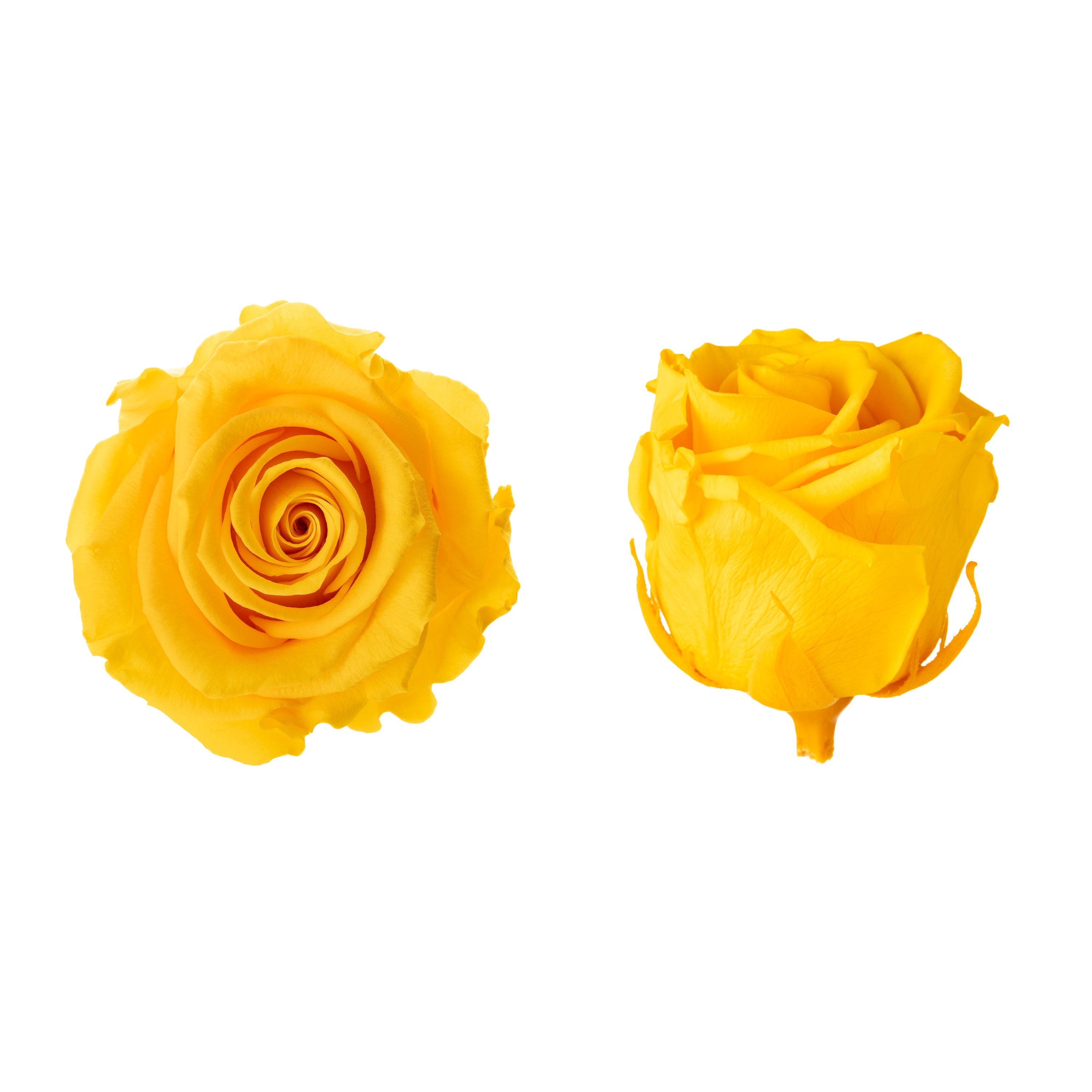 Princess-Rosenköpfe