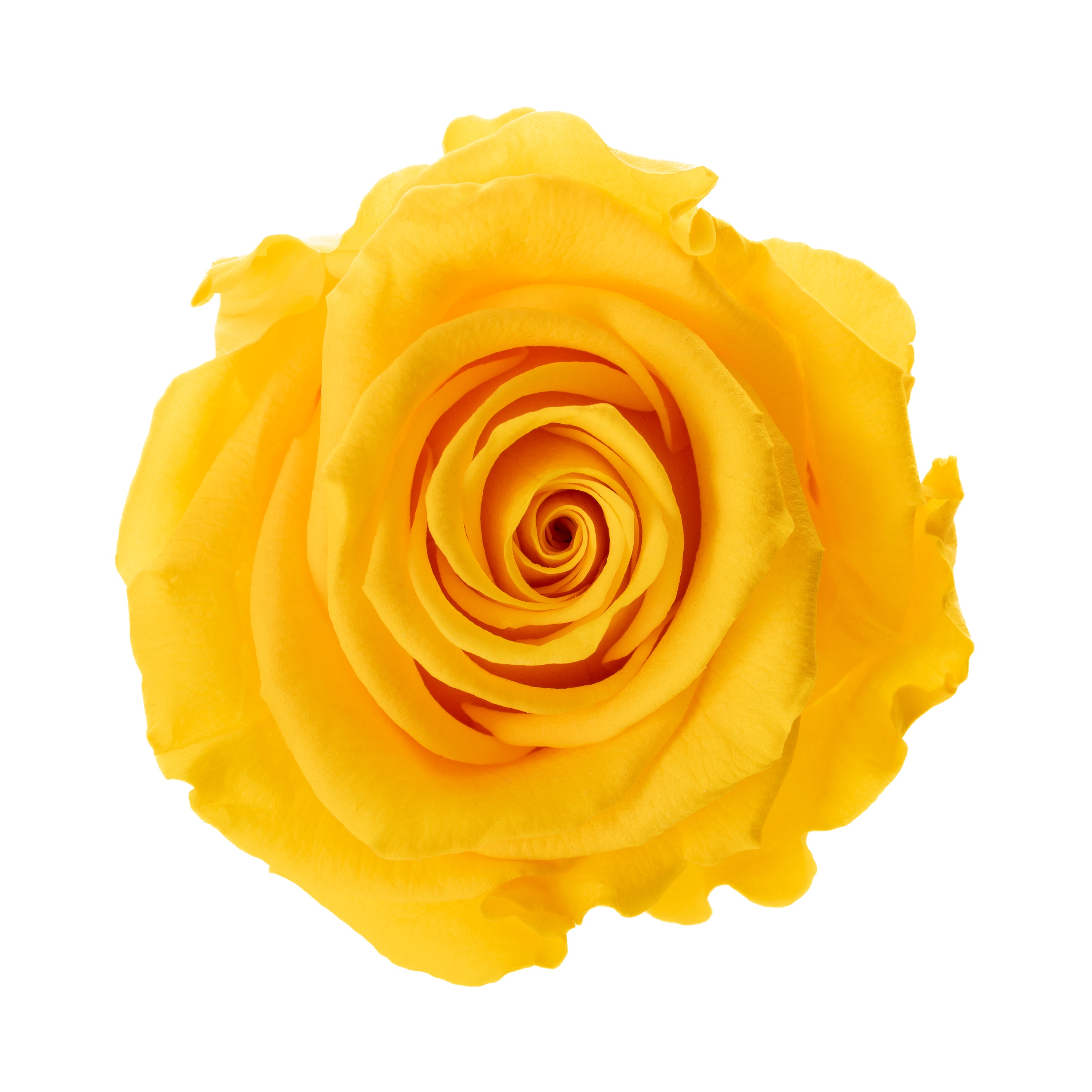 Lilie