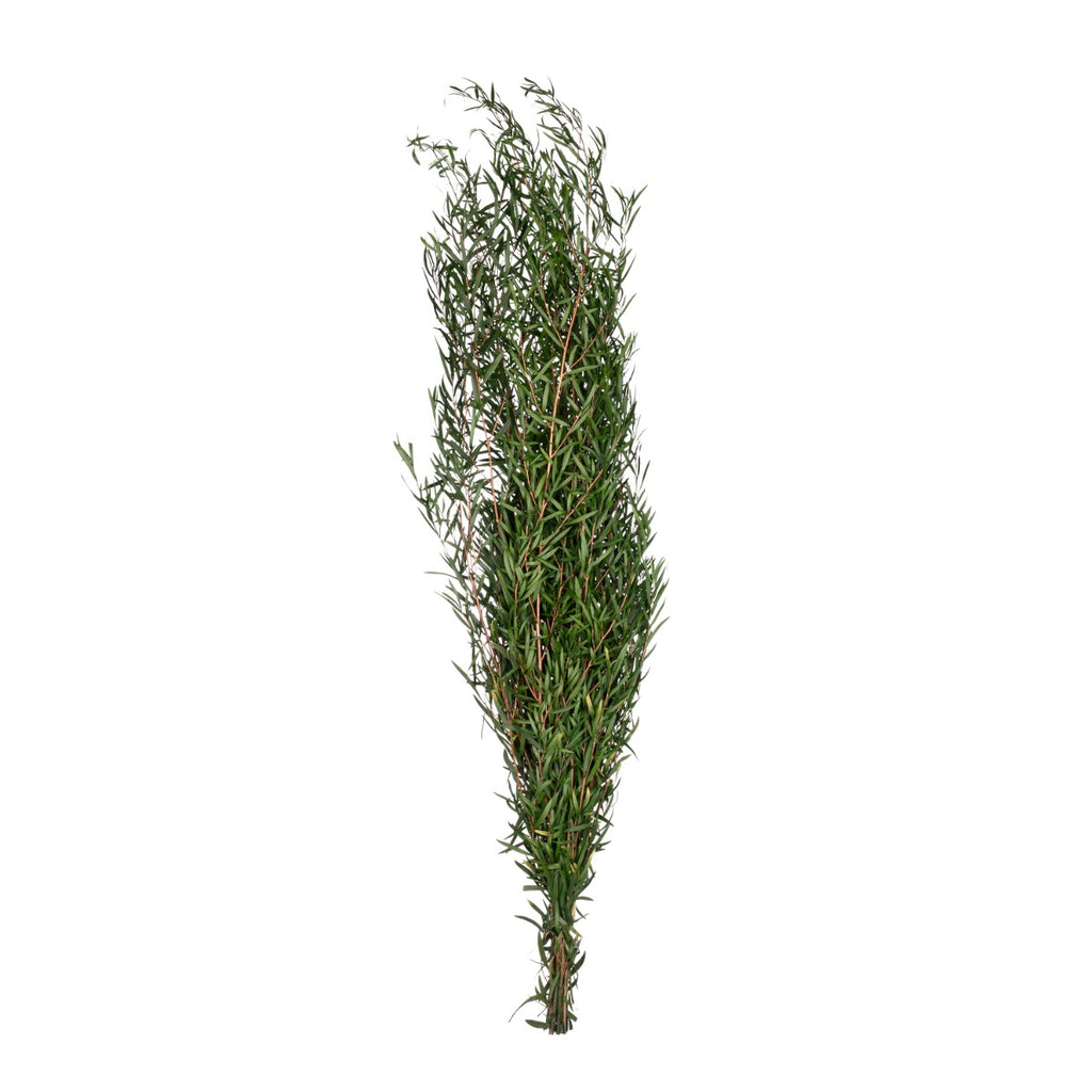 Leptospermum