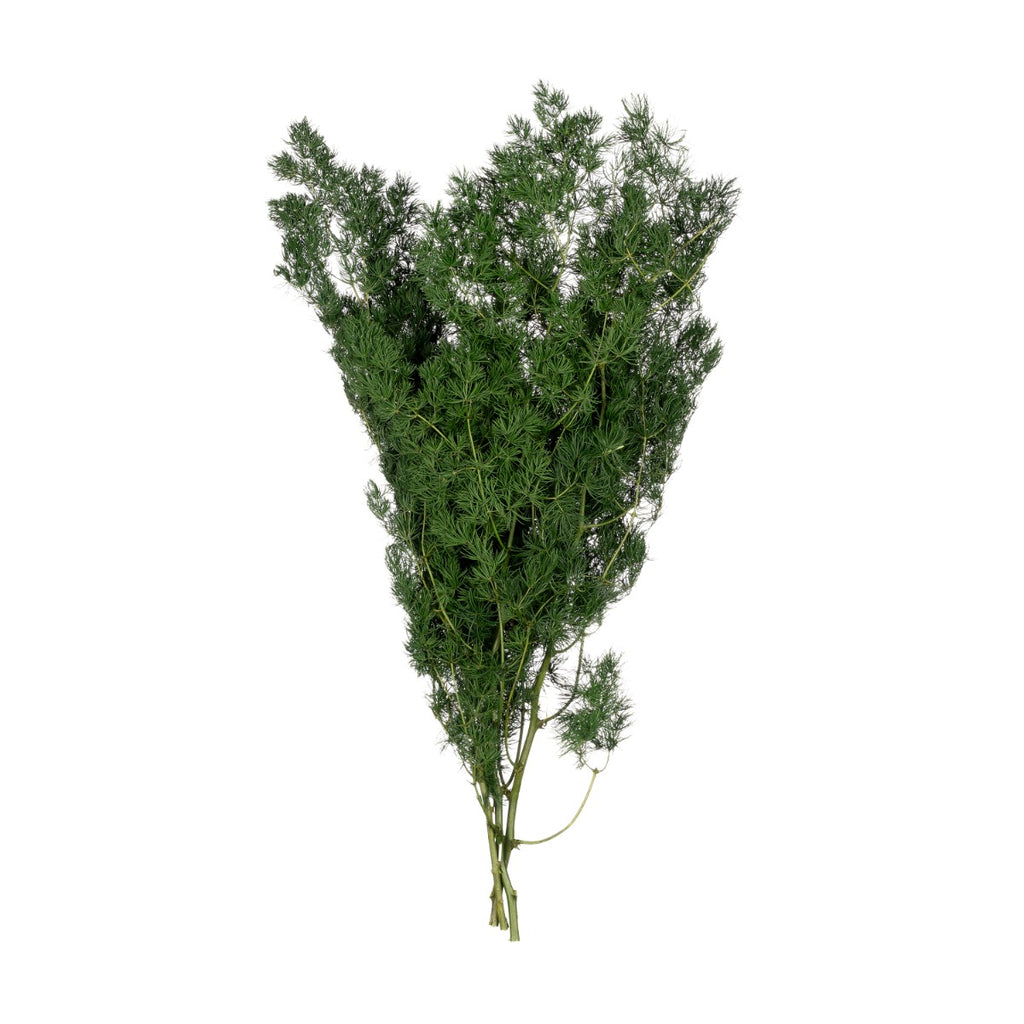 Ming Fern