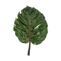 Monstera