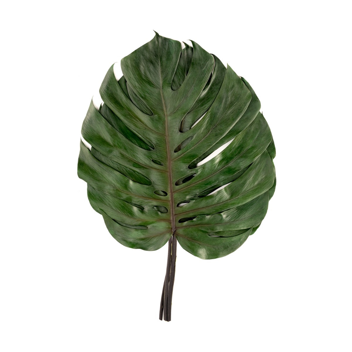 Monstera