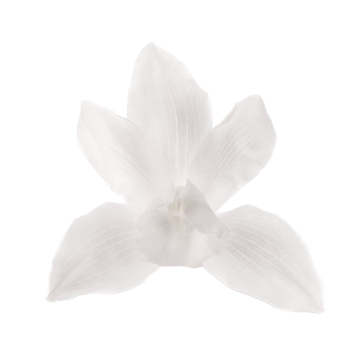 Cymbidium