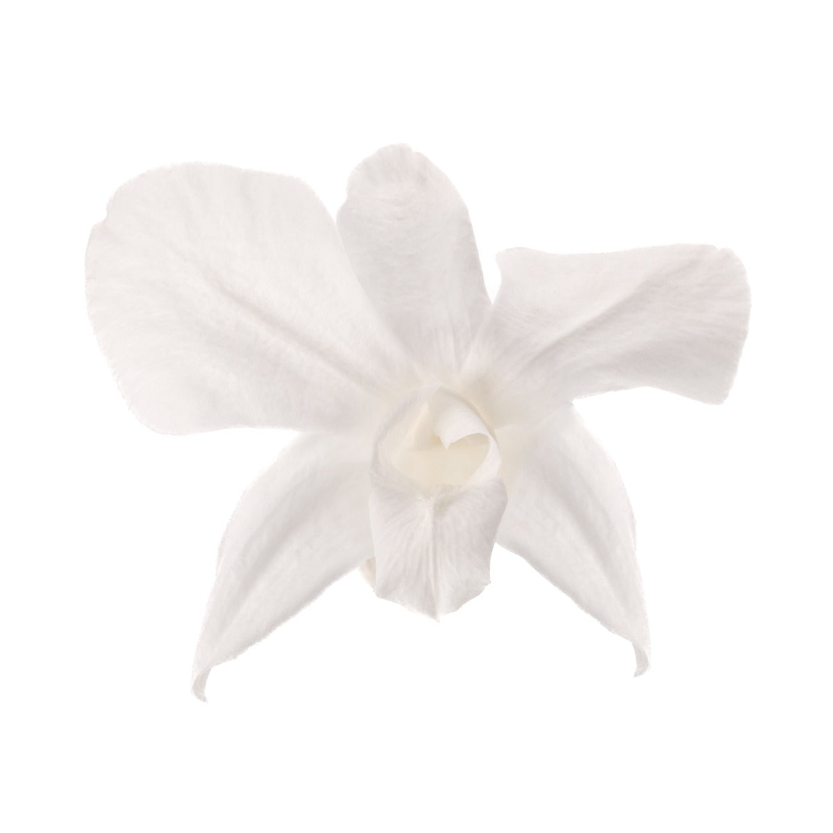 Dendrobium