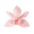 Cymbidium