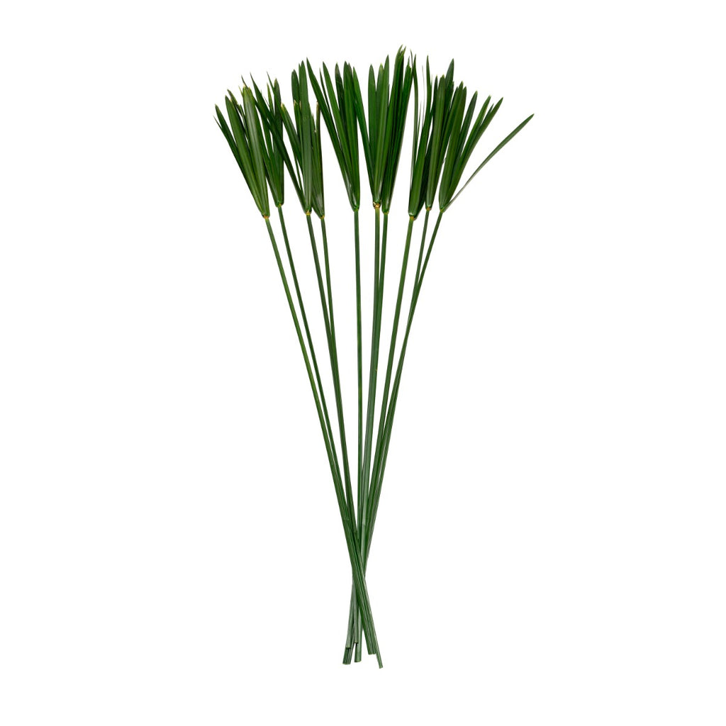 Papyrus
