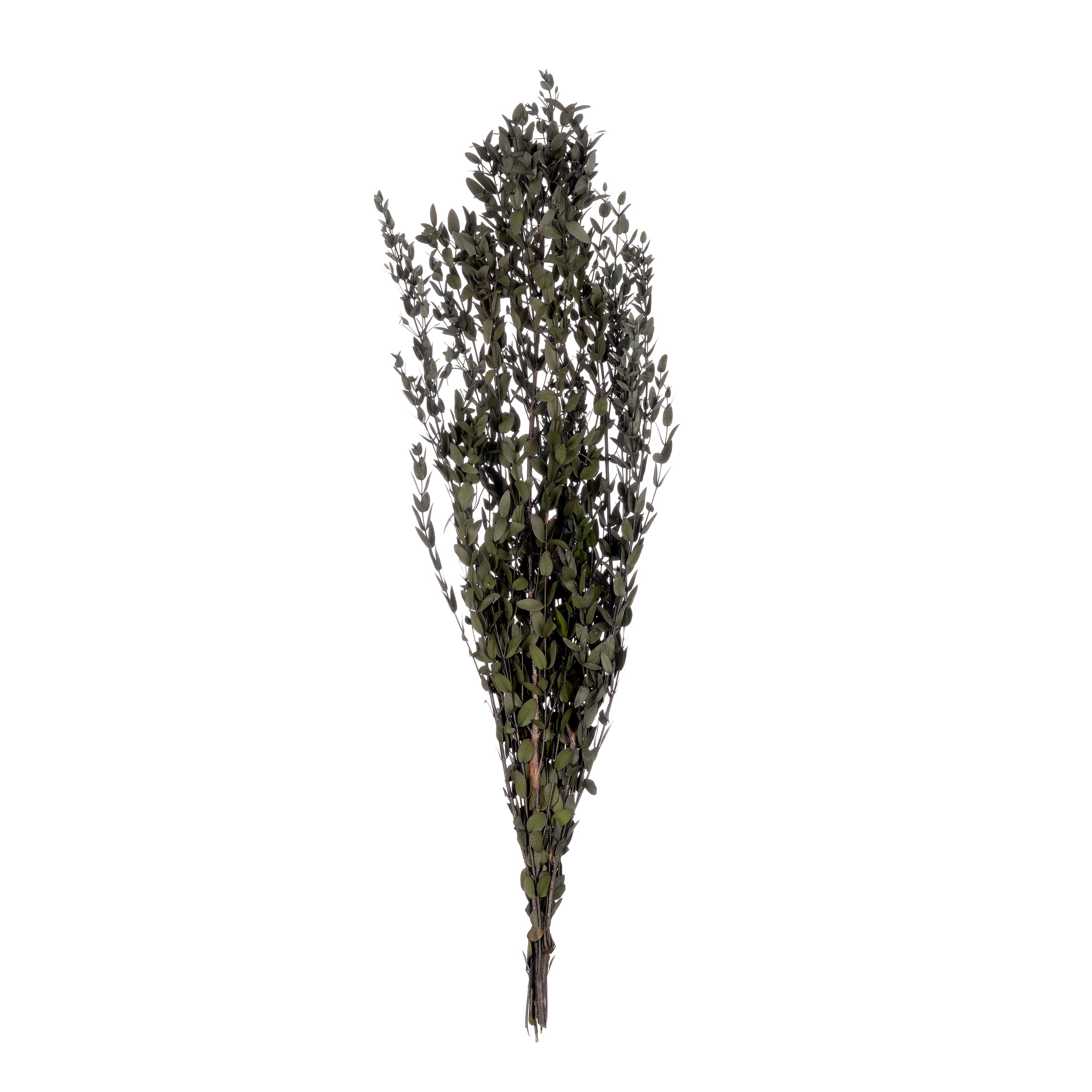 Parvifolia
