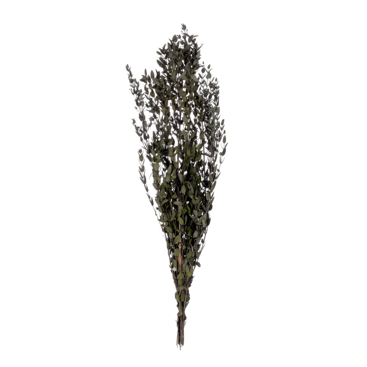 Parvifolia
