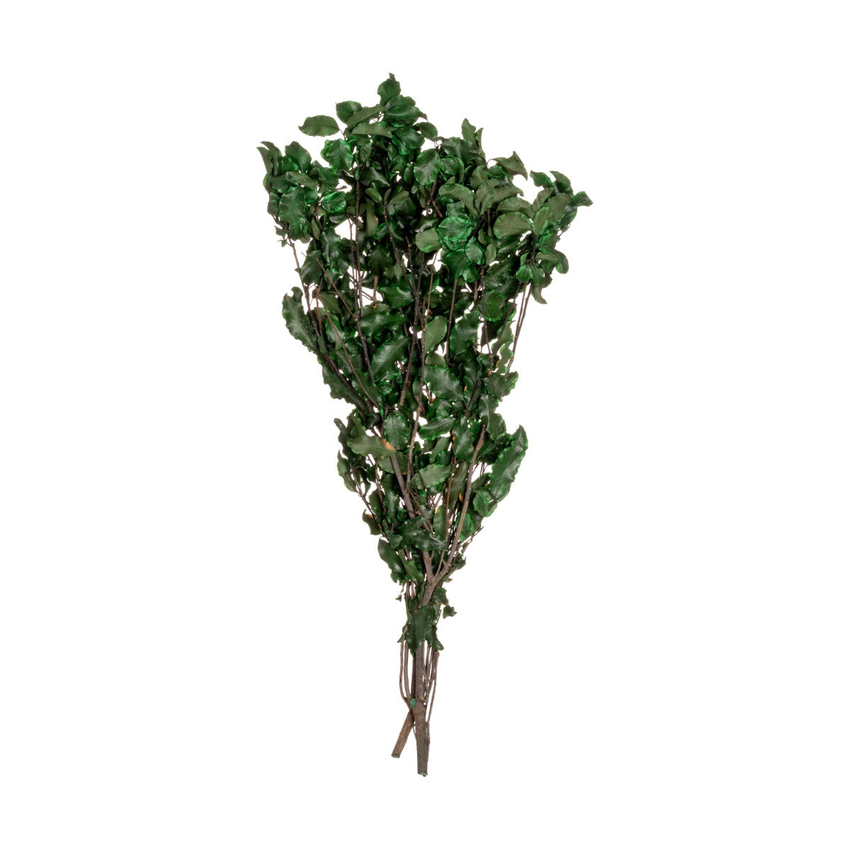 Pittosporum