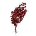 Pittosporum