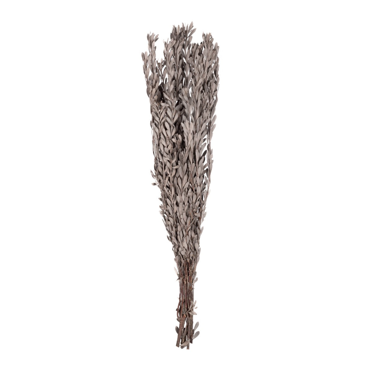 Pubescens
