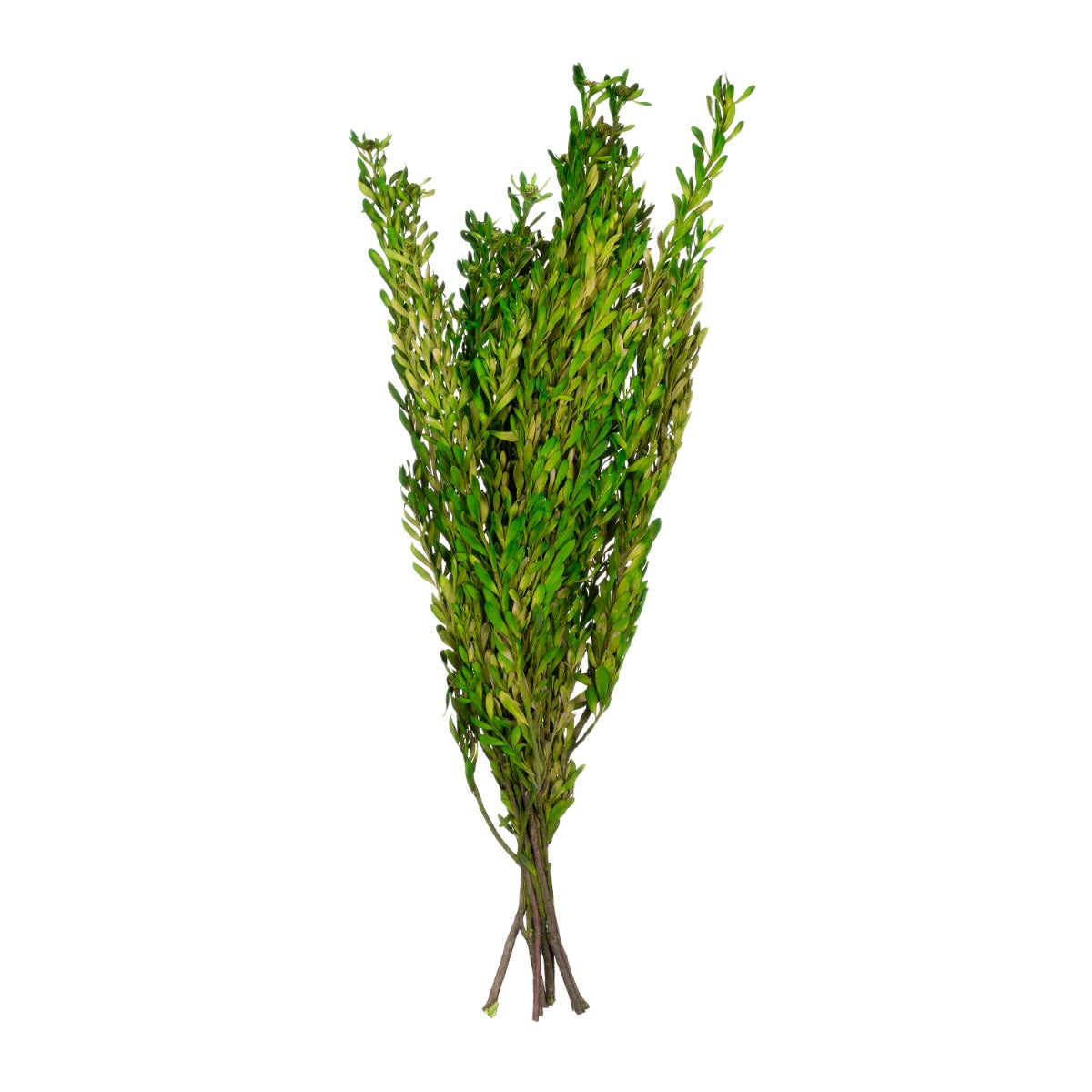 Pubescens