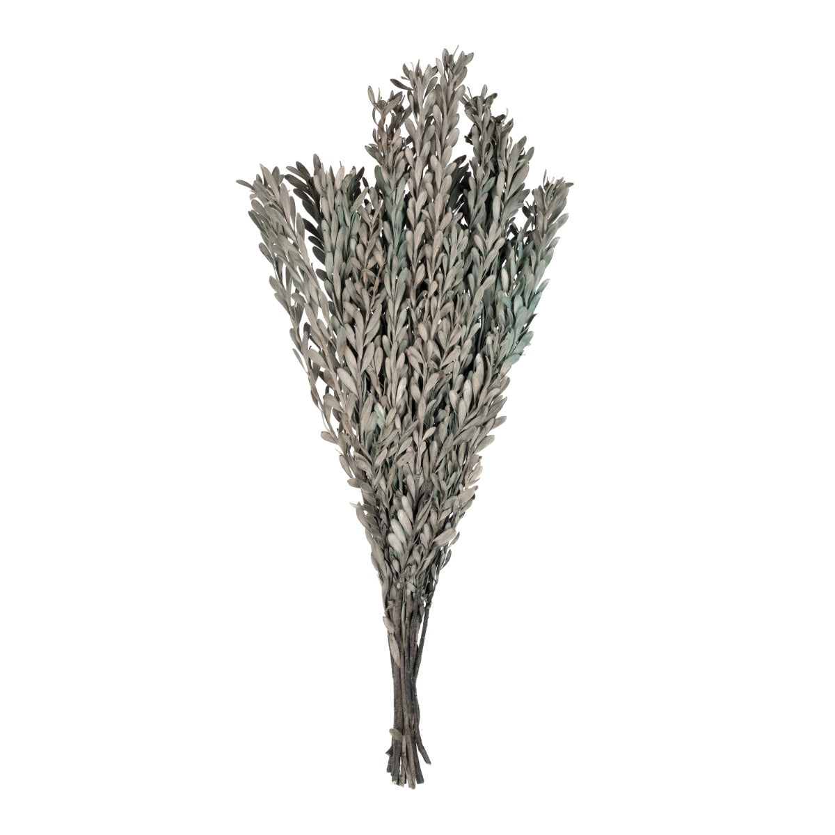 Pubescens