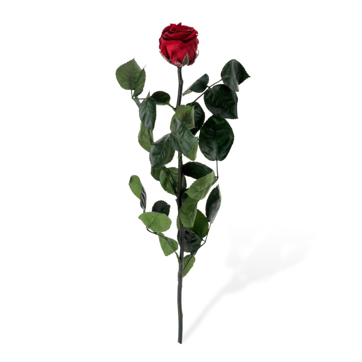 Standard Rosen, lose