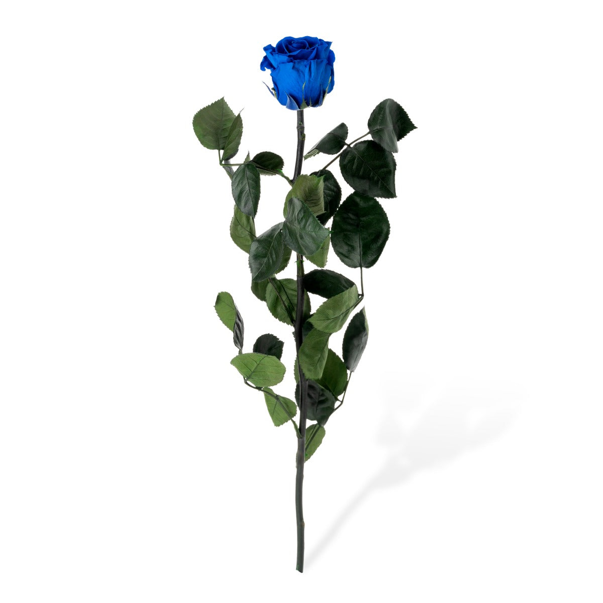 Standard Rosen, lose